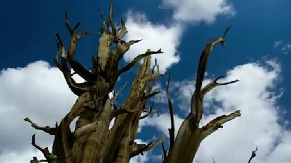 El árbol más viejo del mundo cayó por la ciencia yanqui