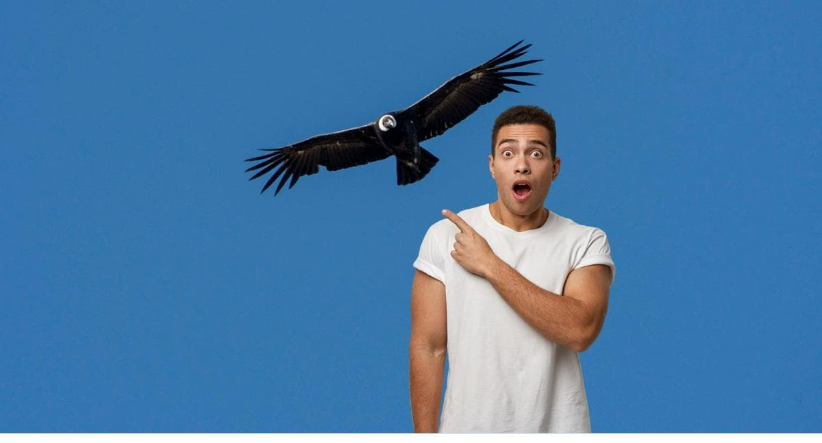 Cerrito: el refugio popular del cóndor andino que resiste